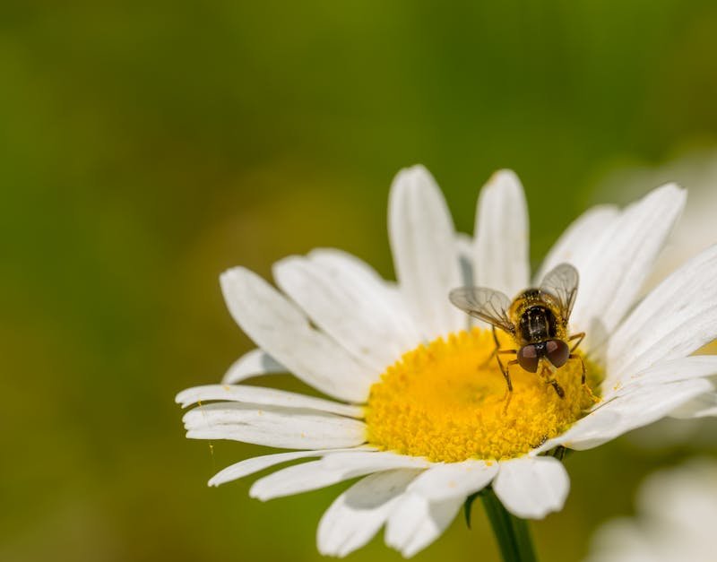 Close-up of a bee on a daisy in Rouyn-Noranda, Canada with vibrant colors.