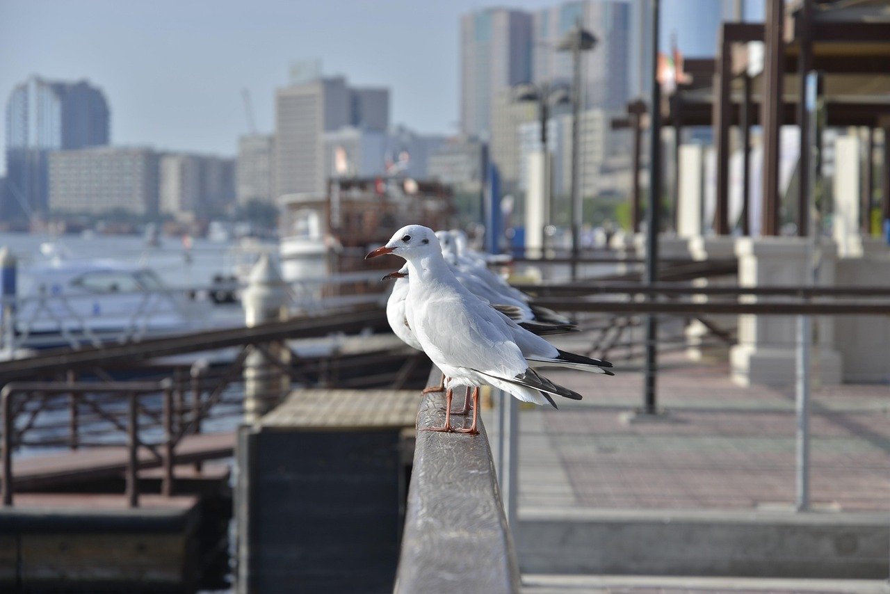 Buy Watches from Dubai: A First-Timer's Guide to Finding the Best Deals